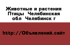 Животные и растения Птицы. Челябинская обл.,Челябинск г.